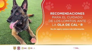 Ola de calor perritos-251.jpg